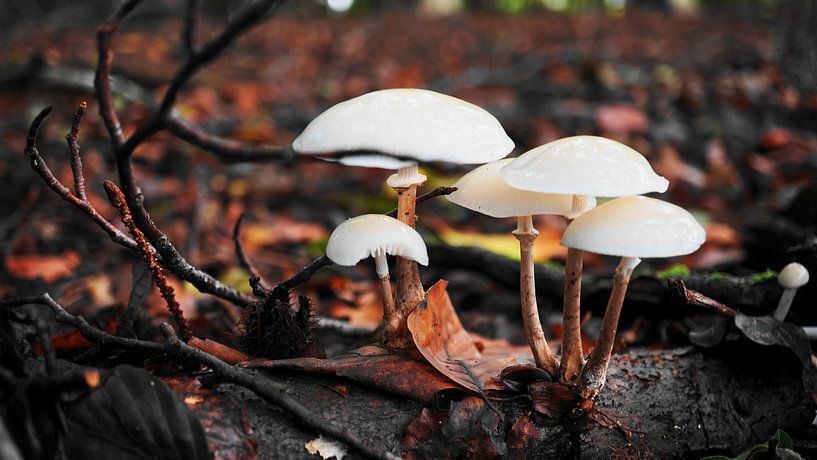 Autumn by Ineke Salomons