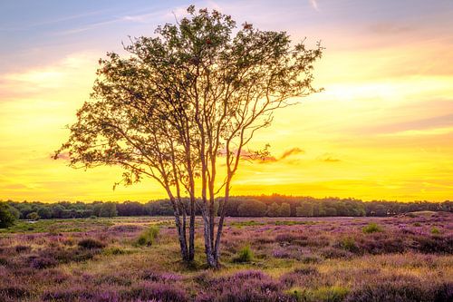 Lone tree on the heath in Hilversum, the Netherlands