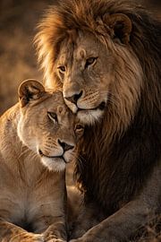 The bond between lion and lioness – strength and gentleness in balance by Design Wall Arts