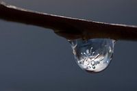 Gefrorene Tautropfen I