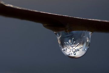 Goutte de rosée congelée I sur Eric Van Hout