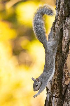 Stretching squirrel by Kris Hermans