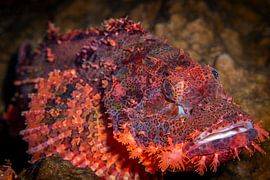 Scorpionfish @ Komodo, Indonesia by Travel Tips and Stories