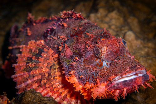 Scorpionfish @ Komodo, Indonesia