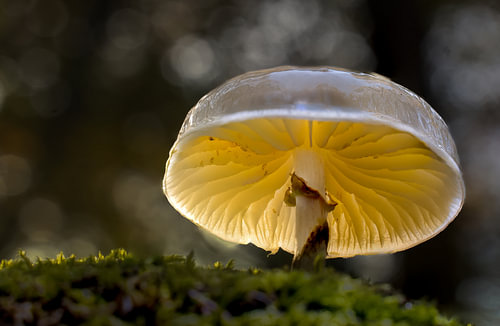 Translucent porcelain fungus (Mucidula mucida / Oudemansiella mu