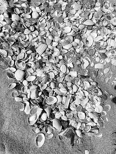 Scherpte in Schelpen