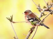 The finch by Maickel Dedeken thumbnail