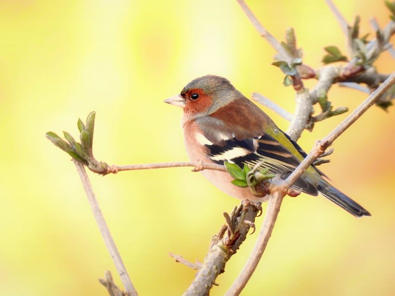 The finch by Maickel Dedeken