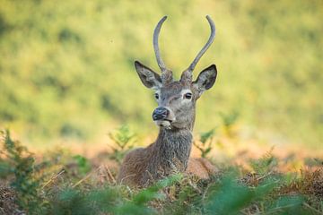 Spitser in de herfst van Elles Rijsdijk