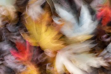 Herfst bladeren van Ingrid Van Damme fotografie