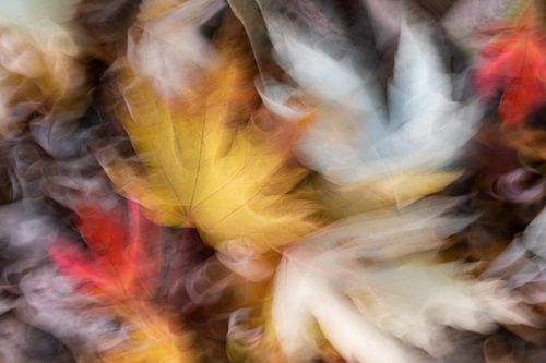 Herfst bladeren