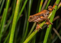 Dendropsophus-Froscharten in der Schilfvegetation