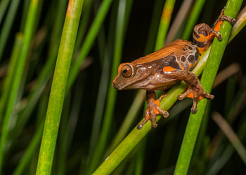 Dendropsophus frog species in reed vegetation