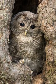 Jonge bosuil komt gedag zeggen van HB Photography