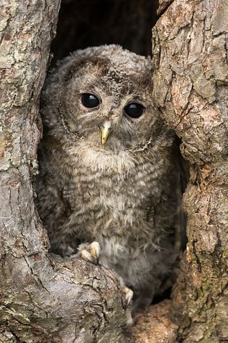 Young tawny owl comes to say hello