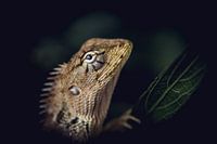 Young iguana