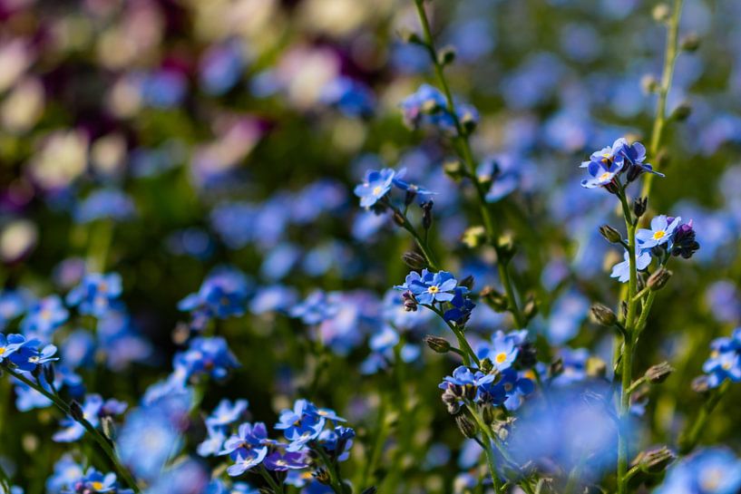 Forget-me-not - Myosotis by Mixed media vector arts