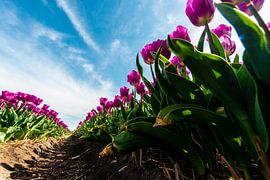 Tulpenveld gezien vanaf de Grond by Brian Morgan