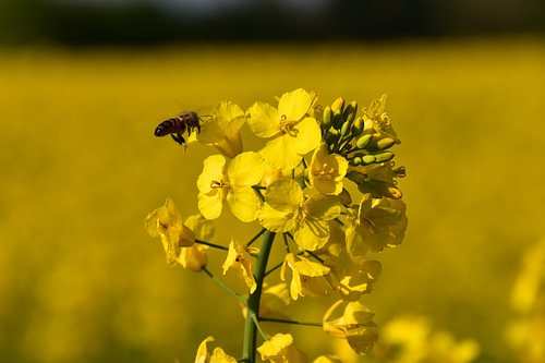 With the rapeseed