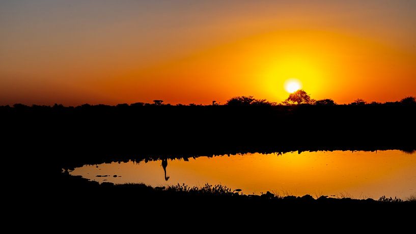 Coucher de soleil au point d'eau à Estoha (Namibie) par Jessica Lokker