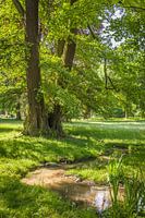 Frühsommer im Kurpark von Bad Homburg