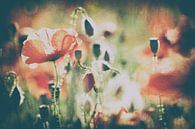 Poppy art van Francois Debets thumbnail
