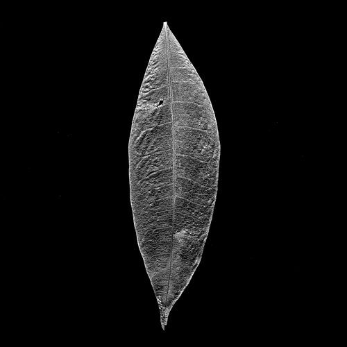 Feuille séchée