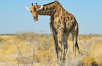 Giraffe in Namibia, Africa