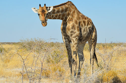 Giraffe in Namibia, Africa