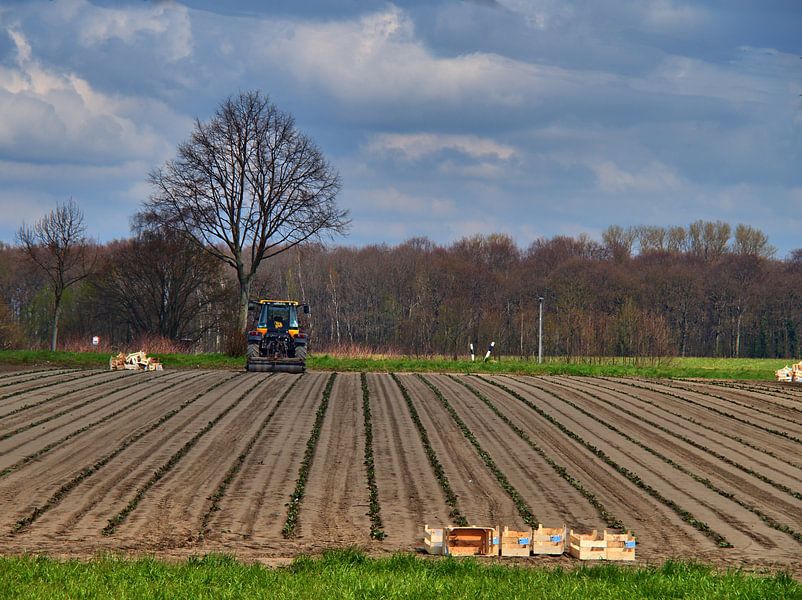 Travail de terrain par Edgar Schermaul