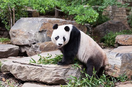 Een panda op een rotsblok met zijn eten tussen zijn voorpoten