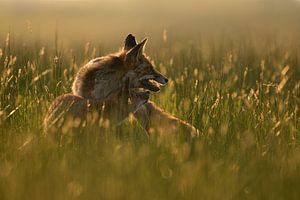 Mutterfuchs mit Jungen