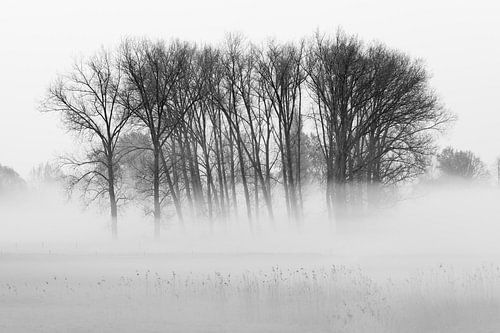 Portrait of trees during a misty sunrise
