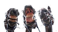 Paarden in de mond gekeken. 3 paarden lachend, humor.