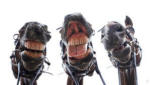 Regarder les chevaux dans la bouche. 3 chevaux riant, humour.