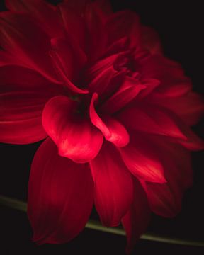 Red flower dark & moody van Sandra Hazes