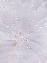 Abstract: Soft pastel-coloured fluff with tiny water droplets by Marjolijn van den Berg