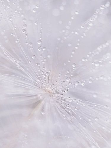 Abstract: Zacht pastelkleurig pluisje met kleine waterdruppeltjes