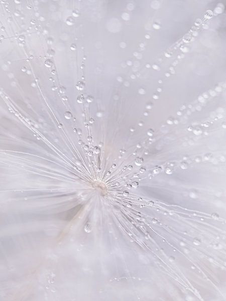 Abstract: Zacht pastelkleurig pluisje met kleine waterdruppeltjes van Marjolijn van den Berg