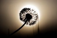 Silhouette einer Pusteblume von Edwin Muller Miniaturansicht