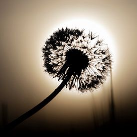Silhouette einer Pusteblume von Edwin Muller
