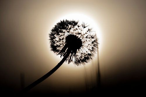 Silhouet van een paardenbloem