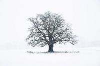 Le chêne d'hiver Achterhoek