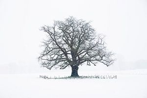 De winterse eik Achterhoek
