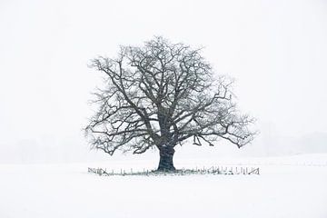 The winter oak Achterhoek by Bart Harmsen