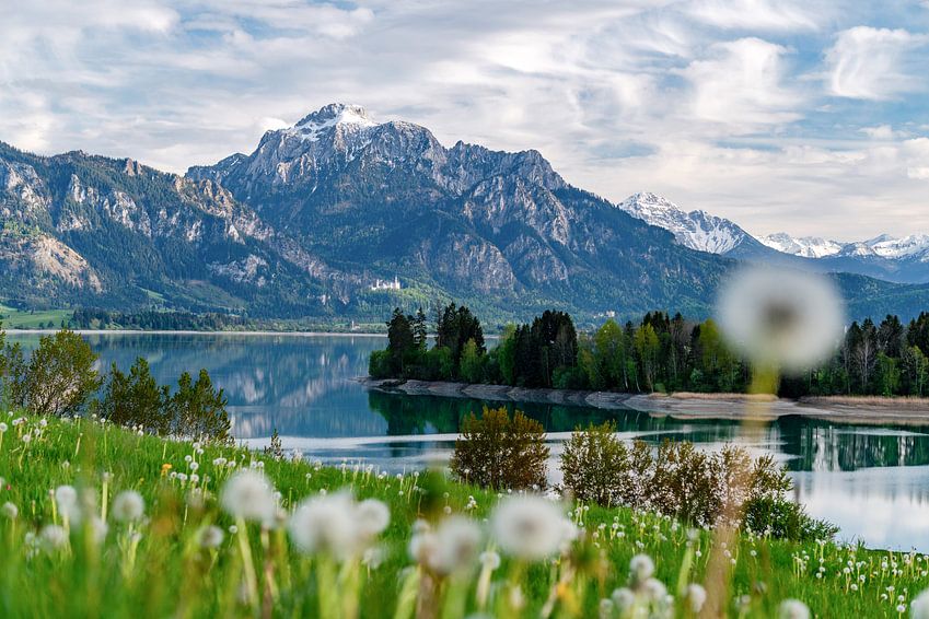 Pusteblume am Forggensee mit dem Schloss Neuschwanstein von <span class="secondary-font">Leo Schindzielorz</span>