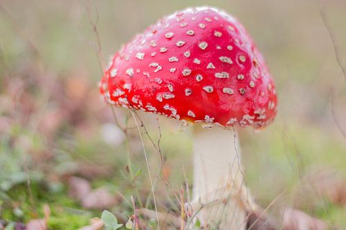 rouge à points blancs