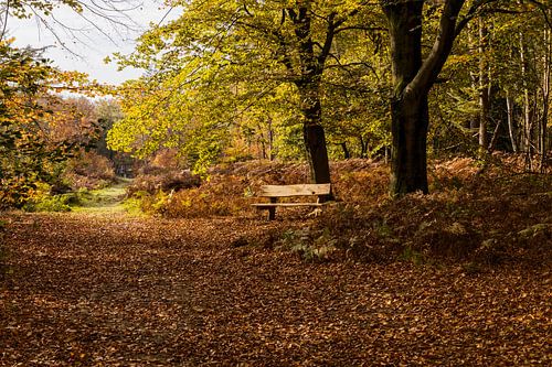 Rustiek herfstlandschap in de Kaapse Bossen