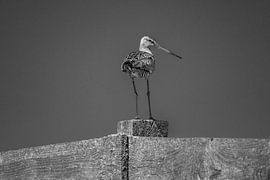 Oiseau des prés La barge à queue noire.