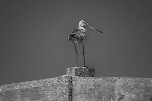 Wiesenvogel Die Uferschnepfe.